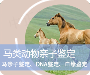 曲靖马类动物亲子鉴定