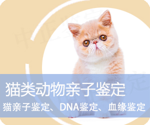 曲靖猫类动物亲子鉴定