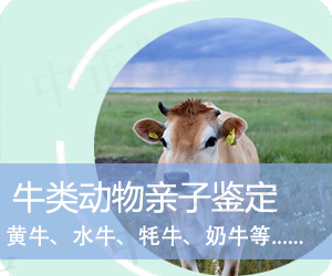 曲靖牛类动物亲子鉴定