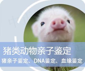 曲靖猪类动物亲子鉴定